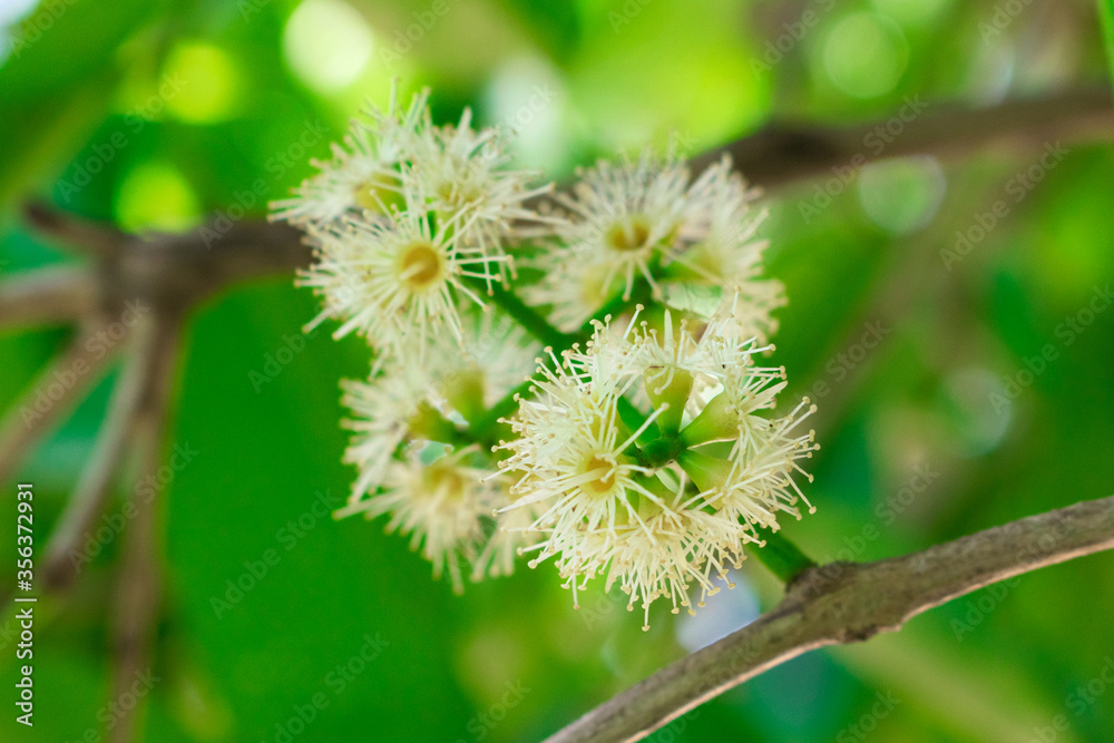 java plum or jamun jambul flower closed up view java plum or jamun jambul flower closed up view
