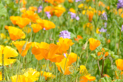 summer flowers Eschscholzia californica poppy in front of flower field in the nature