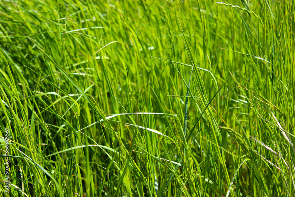 Fototapeta premium green grass background