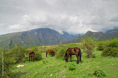 horses in the mountains © Iliya