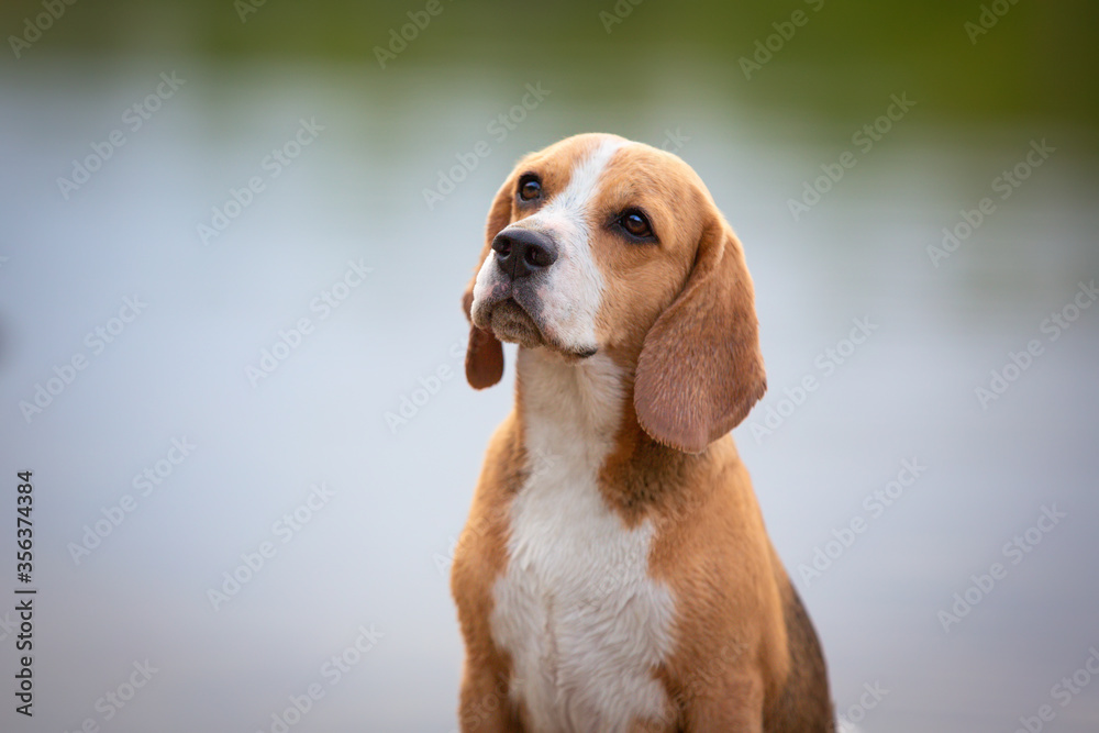 beagle dog portrait outdoor in summer