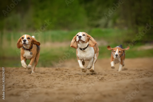 group of beagle dog running outdoor in summer