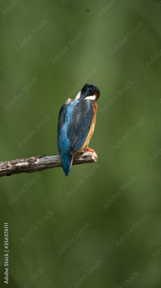 Naklejka premium Martin Pescatore