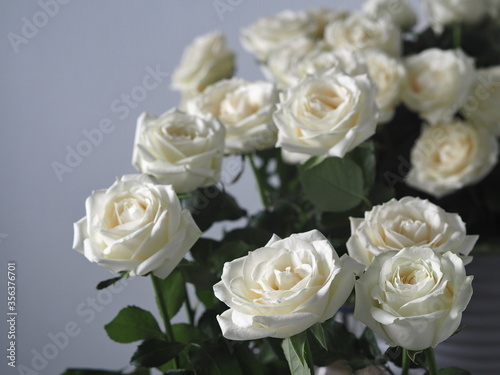 Space for text.Greeting background.Close up of white roses against a bouquet of white roses on a gray background.