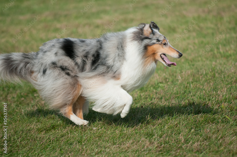 Collie