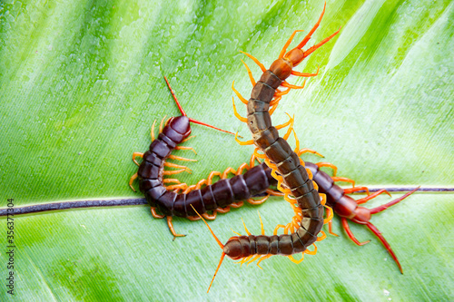 The centipede is a poisonous animal. It is on the green leaf.