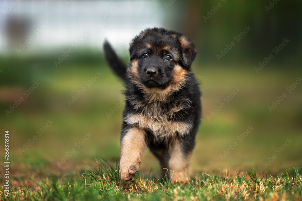 german shepherd puppy walking in summer german shepherd puppy walking in summer