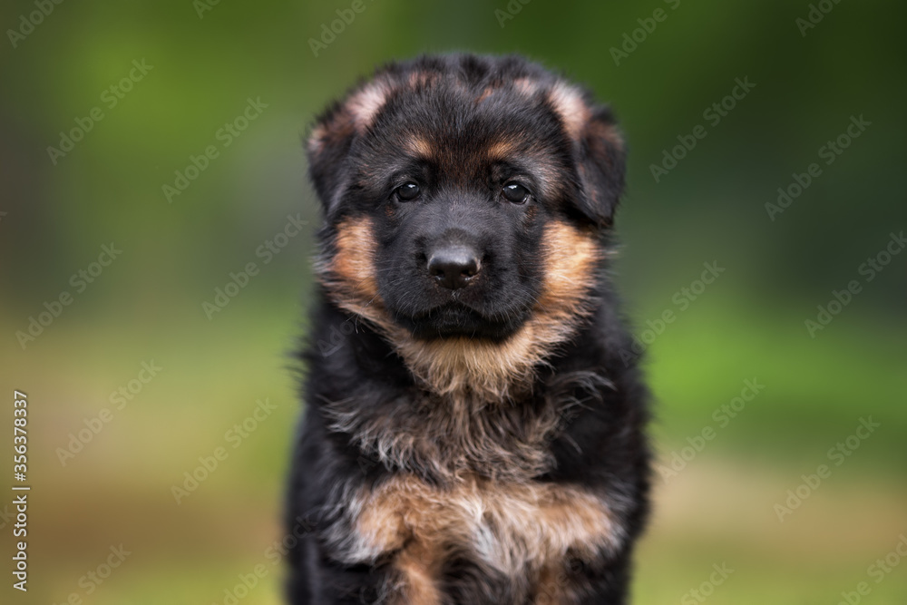 german shepherd puppy portrait close up outdoors in summer german shepherd puppy portrait close up outdoors in summer