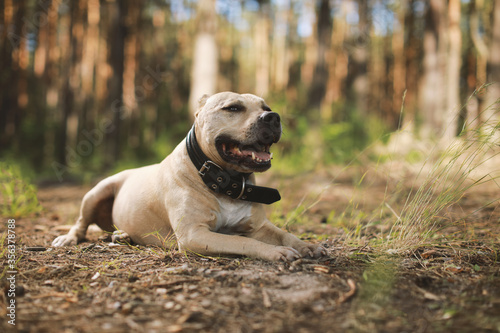 A dog in forest in sunny day