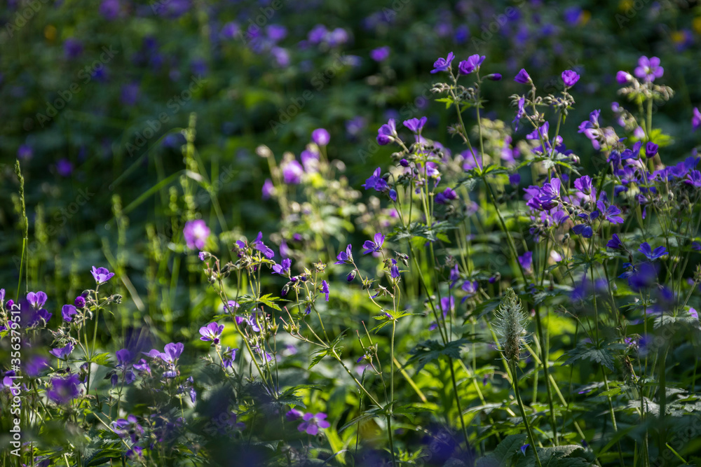 Obraz premium Detail einer Blumenwiese