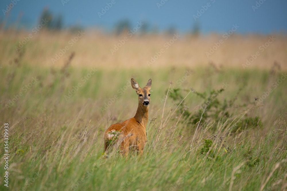 Naklejka premium European roe deer - Capreolus capreolus on the meadow