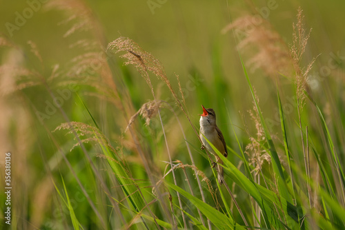Great reed warbler - Acrocephalus arundinaceus sitting on a reed grass