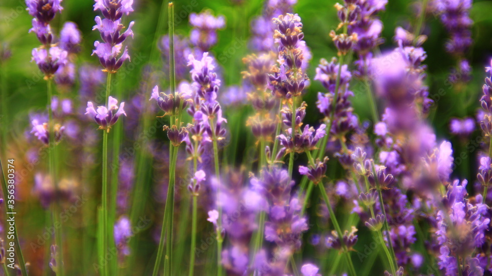 Lavender plant in blossom. Lavender plant in blossom.