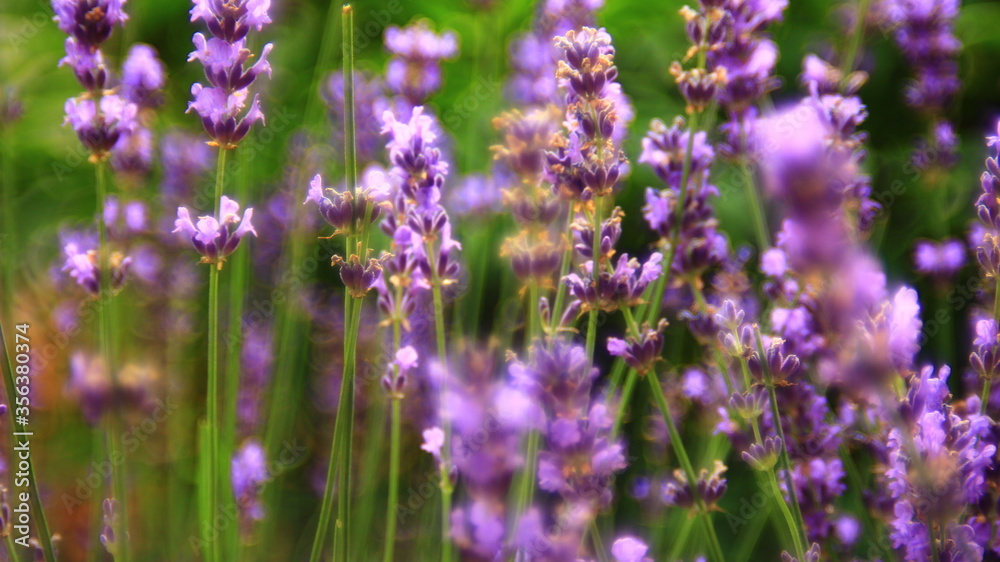 Lavender plant in blossom.