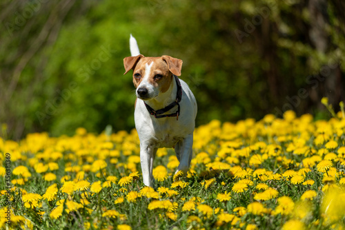 Dog on flower field