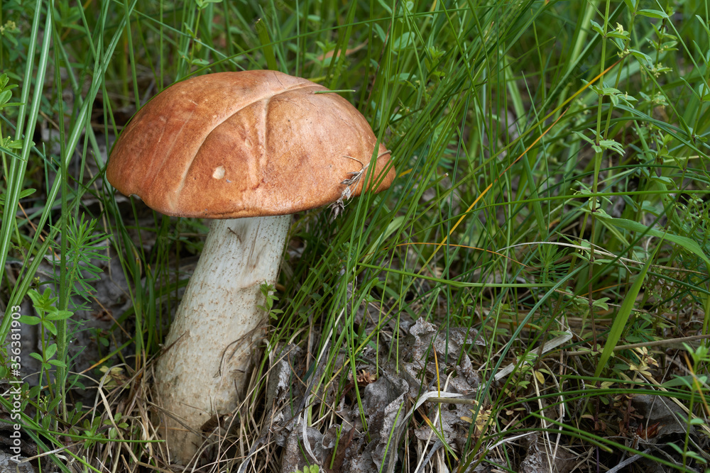 Edible mushroom Leccinum albostipitatum growing under aspen in the meadow. Mushroom with red cap and white stem in the grass. Edible mushroom Leccinum albostipitatum growing under aspen in the meadow. Mushroom with red cap and white stem in the grass.