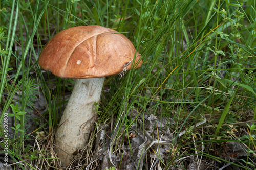 Edible mushroom Leccinum albostipitatum growing under aspen in the meadow. Mushroom with red cap and white stem in the grass.