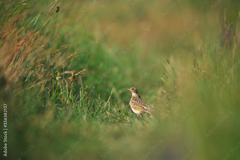 Eurasian skylark - Alauda arvensis in the grass Eurasian skylark - Alauda arvensis in the grass