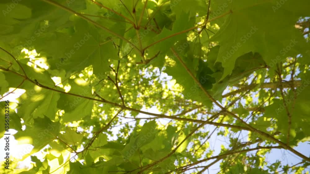 The sun shining through the Acer platanoides or maple tree The sun shining through the Acer platanoides or maple tree