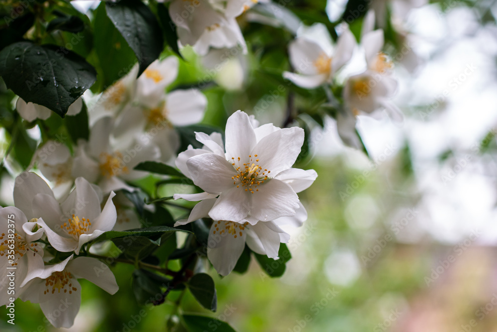 Jasmine bush branch with blooming white flowers isolated with shallow depth of field bubble bokeh background