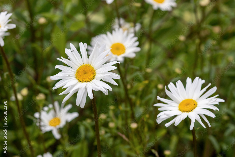 Flower Leucanthemum maximum close-up. Leucanthemum maximum has blossomed on the site