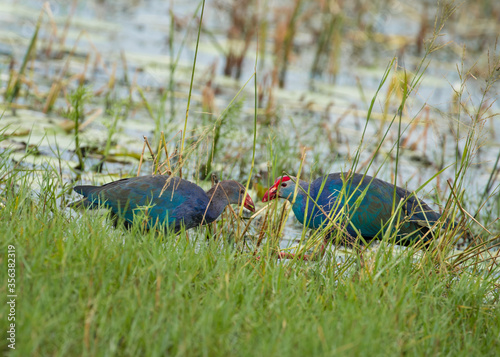 Purple swamp hen in green grasess with beautiful background. photo