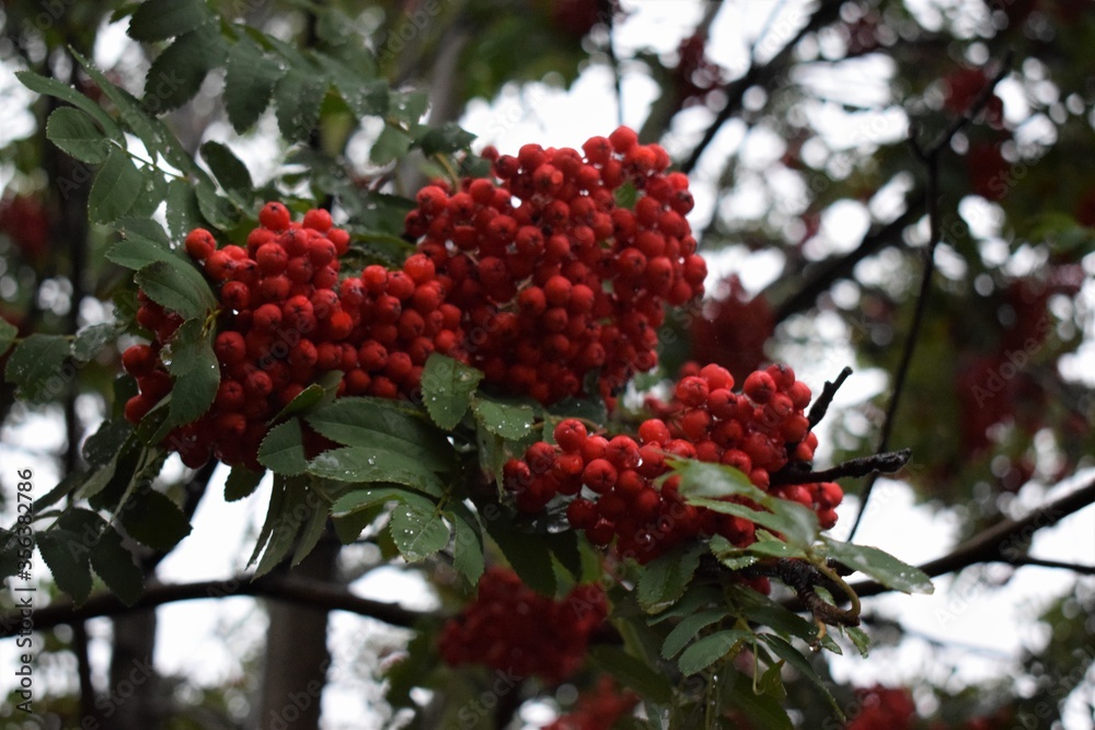 Rowan Rowan