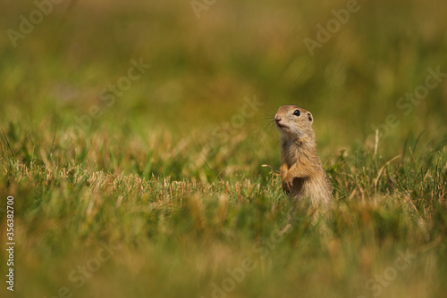 European ground squirrel - Spermophilus citellus - in the grass