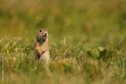 European ground squirrel - Spermophilus citellus - in the grass