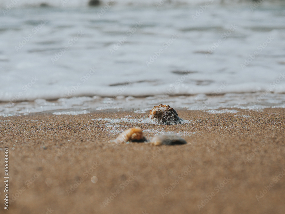 Beautiful Seashells In The Sand On The Sea Coast Or Ocean. Sea Foam On Sea Shells. Summer Concept. Wallpaper. High Quality