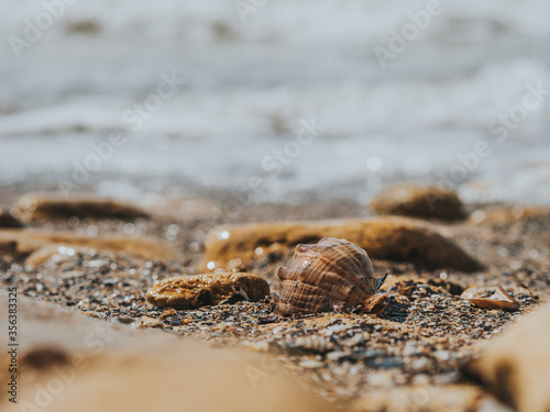 Rapan Seashell And Sea stones In The Sand On The Seashore In Backlight . Summer Concept. Wallpaper. High Quality