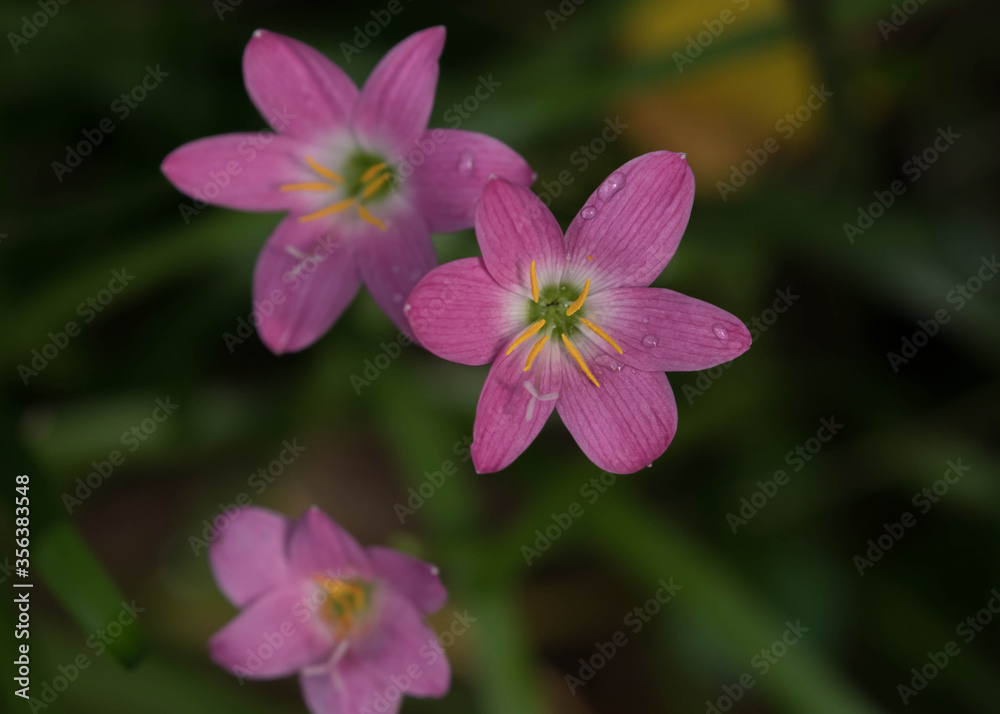 Lily Zephyranthes beautiful pink flower with nice green background in natural light, misty cool morning, water drops over the petals, sunlight.Zephyranthes rosea, commonly known as the Cuban zephyrlil Lily Zephyranthes beautiful pink flower with nice green background in natural light, misty cool morning, water drops over the petals, sunlight.Zephyranthes rosea, commonly known as the Cuban zephyrlil
