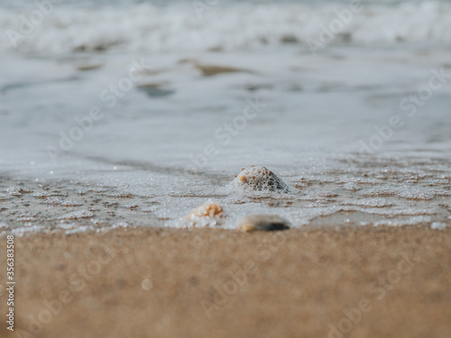 Beautiful Seashells In The Sand On The Sea Coast Or Ocean. Sea Foam On Sea Shells. Summer Concept. Wallpaper. High Quality