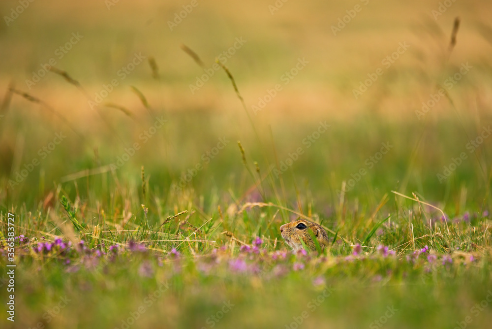 European ground squirrel - Spermophilus citellus - in the grass