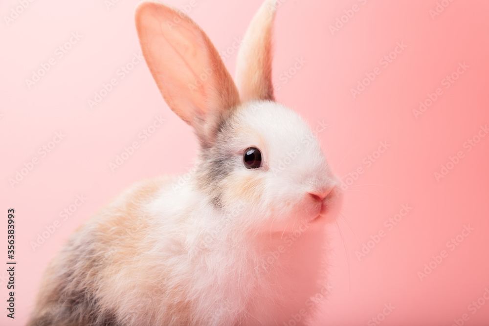Little white and brown rabbit sitting on isolated pink or old rose background at studio. It's small mammals in the family Leporidae of the order Lagomorpha. Animal studio portrait. Little white and brown rabbit sitting on isolated pink or old rose background at studio. It's small mammals in the family Leporidae of the order Lagomorpha. Animal studio portrait.