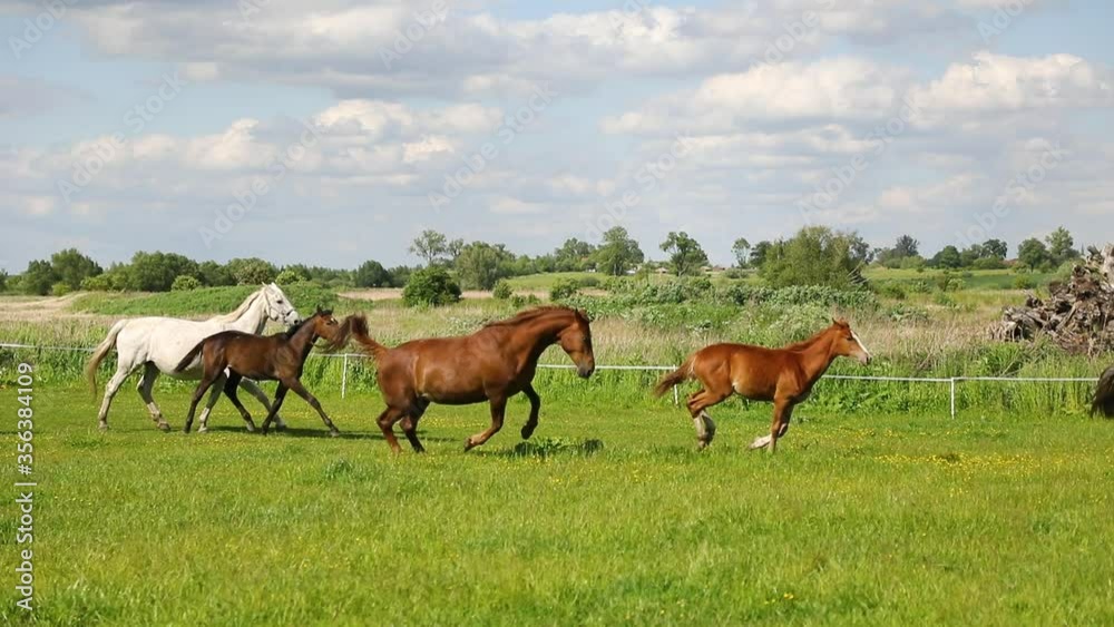 The running horses on the green meadow in the summertime The running horses on the green meadow in the summertime