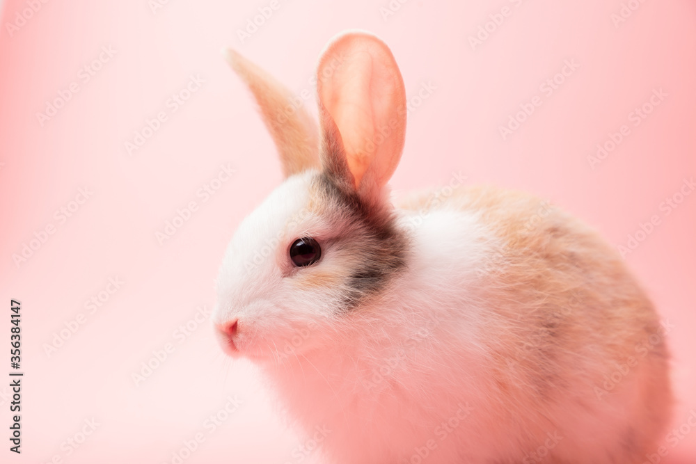 Little white and brown rabbit sitting on isolated pink or old rose background at studio. It's small mammals in the family Leporidae of the order Lagomorpha. Animal studio portrait.