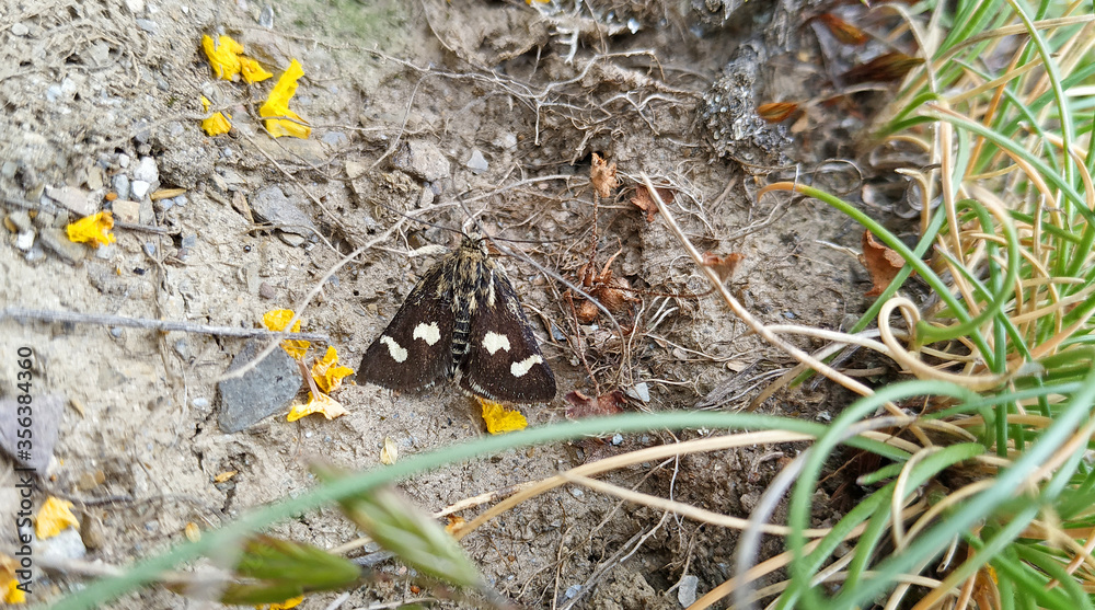 Eurrhypis pollinalis is a species of moth of the family Crambidae present in southern and central Europe. The wingspan is 28–33 mm, the forewings and hindwings are dark brown to almost black. Eurrhypis pollinalis is a species of moth of the family Crambidae present in southern and central Europe. The wingspan is 28–33 mm, the forewings and hindwings are dark brown to almost black.