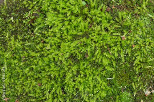 Green moss for backdrop. Close-up. Dewdrops  dry leaves and twigs. Concept of forest freshness  natural softness.