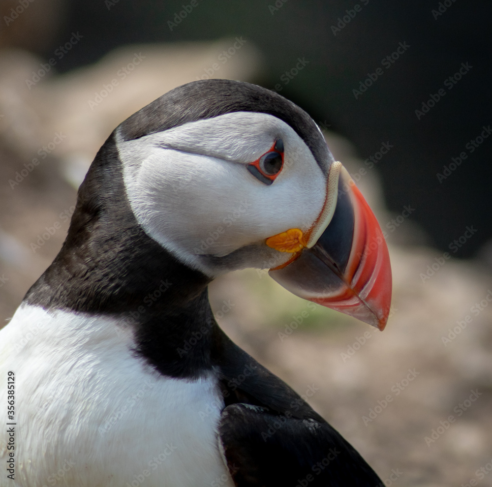 Naklejka premium Close Up of Adorable Puffin Colony on Skomer Island Nature Reserve