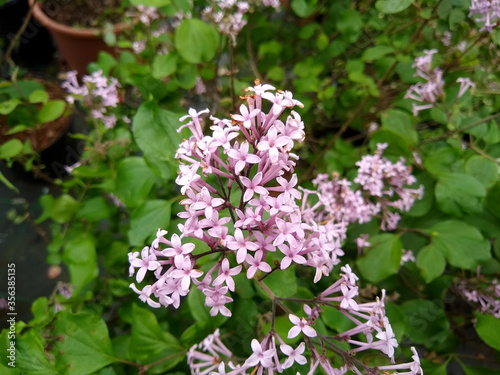 Εκτύπωση καμβά Syringa 'Pixie'