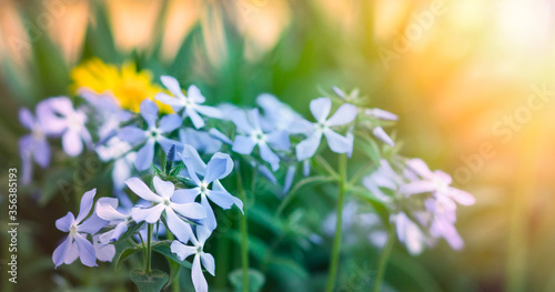 Fresh Blue Phlox divaricata blooms on background of blurred spring flower garden