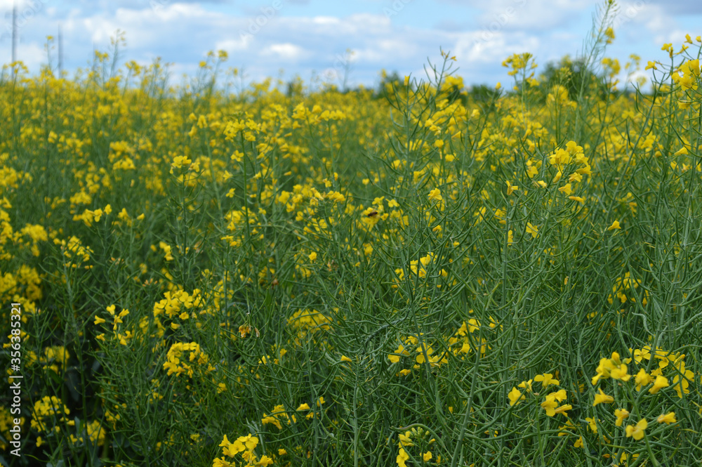 Field with yellow rapeseed flowers on a summer day.

