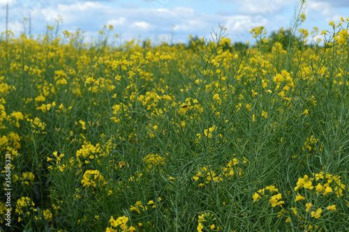 Field with yellow rapeseed flowers on a summer day.