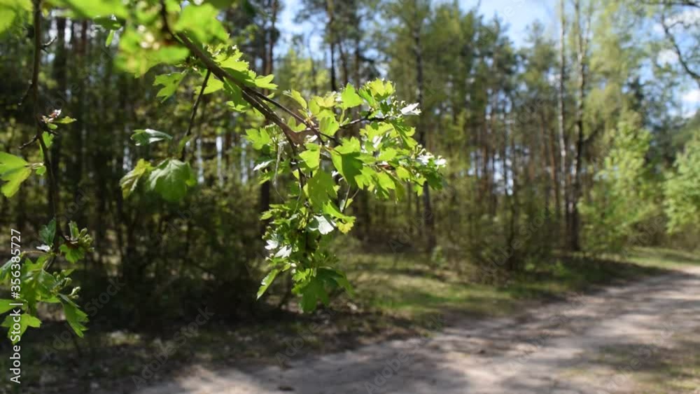 View through a branch with foliage on the road in the forest View through a branch with foliage on the road in the forest