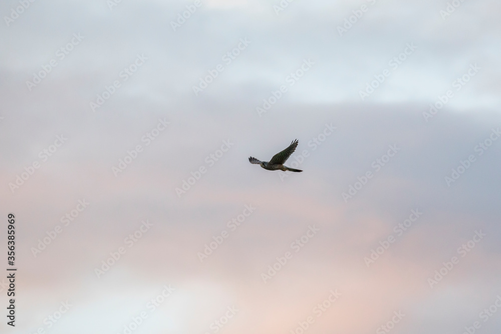 Falke im Flug Falke im Flug