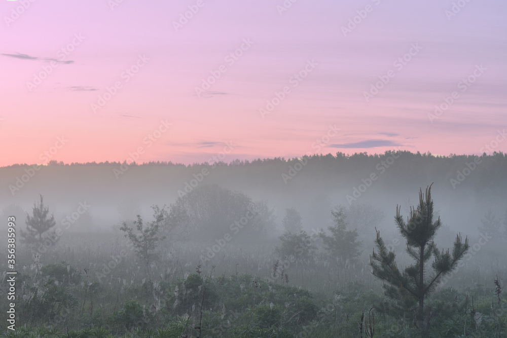fog in the woods at dawn fog in the woods at dawn