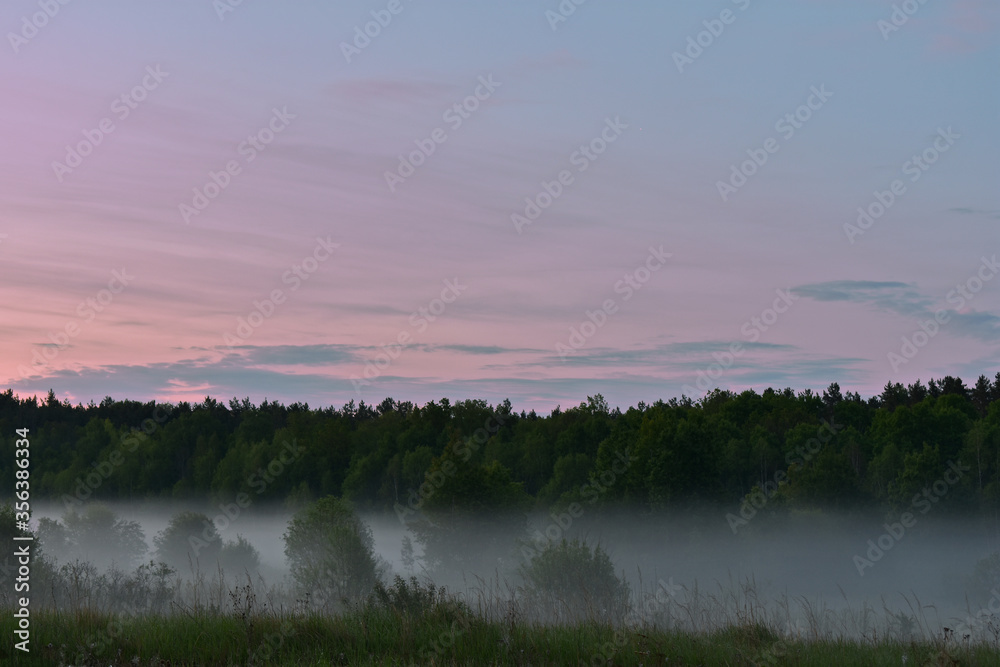 fog in the woods at dawn