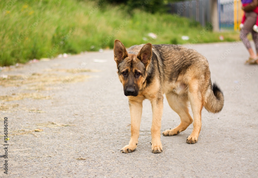 Fototapeta premium Sad german shepherd mix breed dog in gypsy village. Abused dogs. Dogs in Slovak gypsy village.