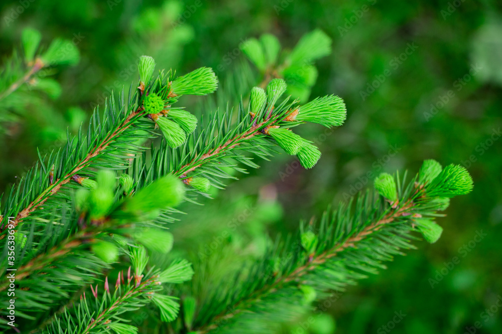 Background of green branch of pine tree Background of green branch of pine tree